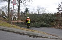 02_2010_Baum_auf_Strasse 01